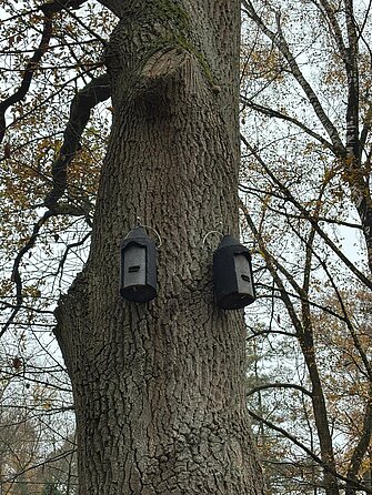 Insgesamt 4 Fledermauskästen wurden montiert