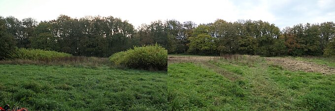 Wiese vor und nach der Bearbeitung