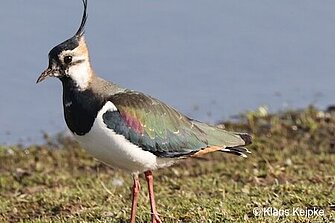 Kiebitz, Foto: NABU Willich/Klaus Keipke