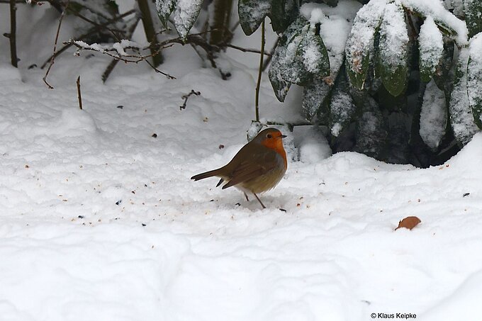 Rotkehlchen, Foto: NABU Willich Klaus Keipke